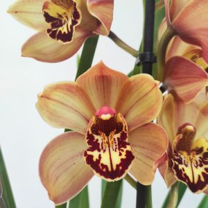 Cymbidium Cooper 2 Hastes
