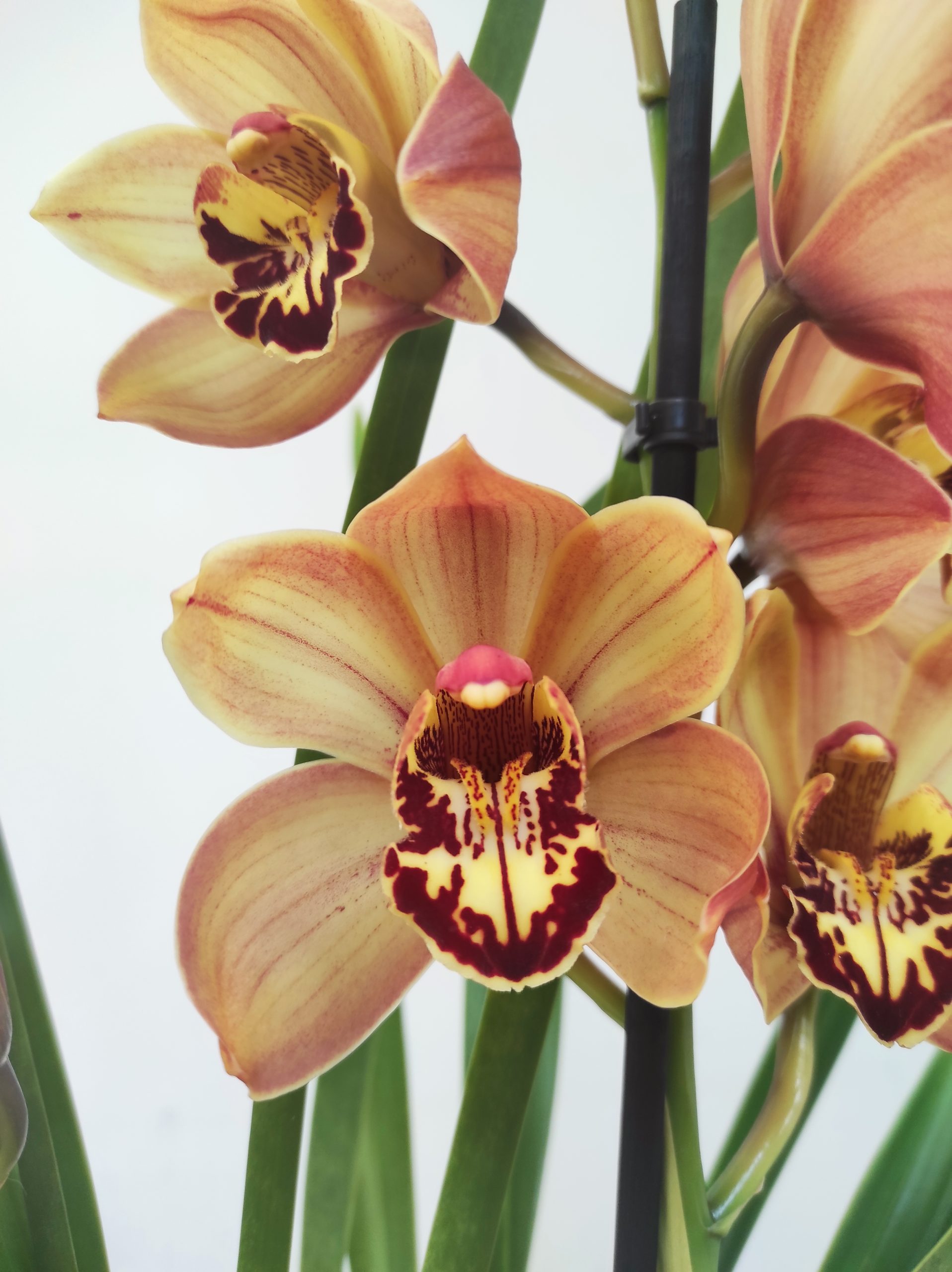 Cymbidium Cooper 2 Hastes