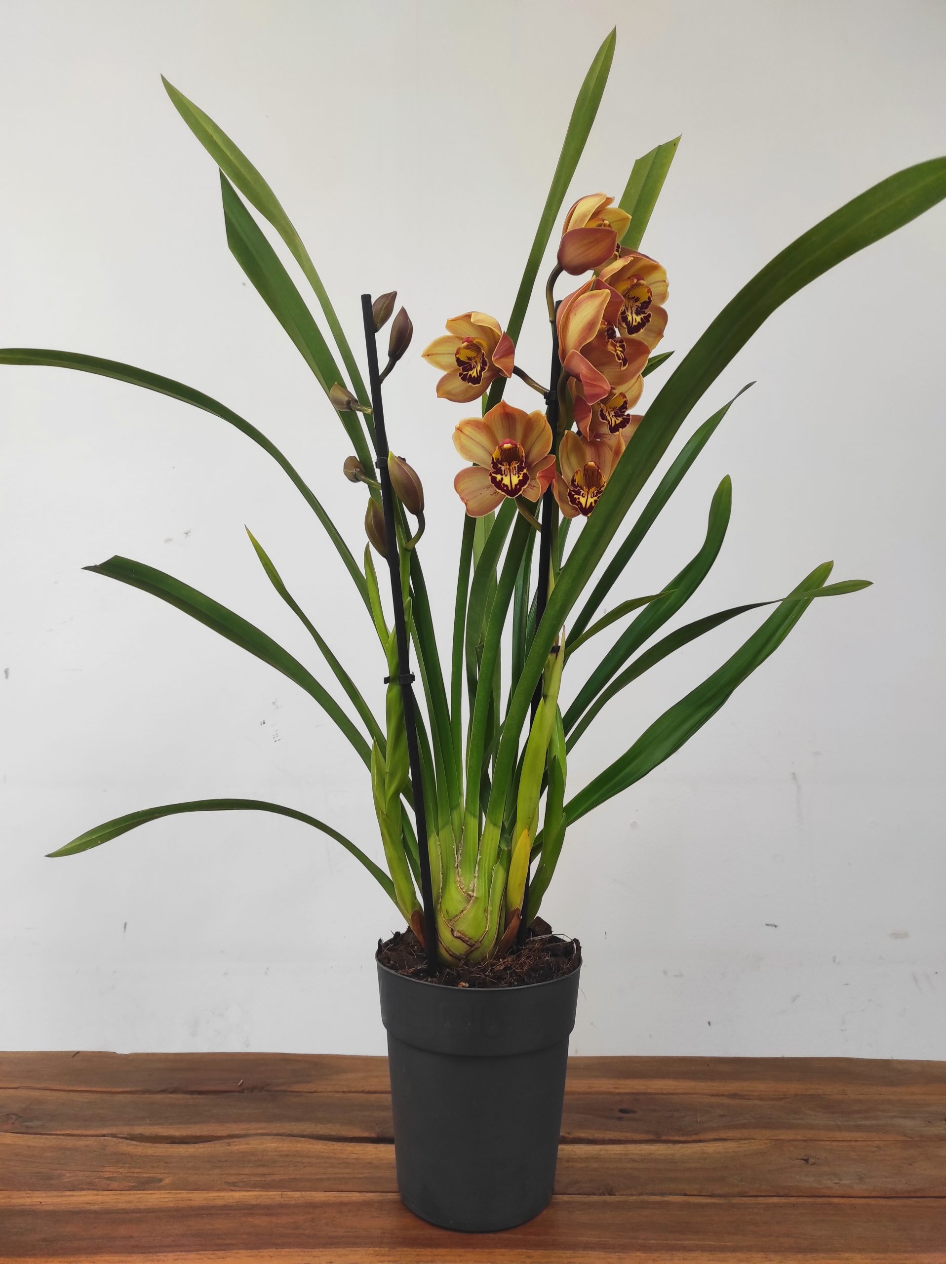 Cymbidium Cooper 2 Hastes - Image 2