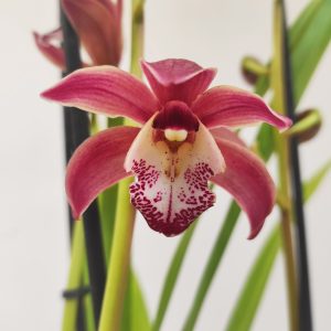 Cymbidium Wine Gun 2-3 Hastes