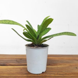 Paphiopedilum Sem Flor