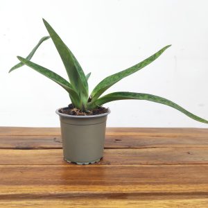 Paphiopedilum Sem Flor V.9