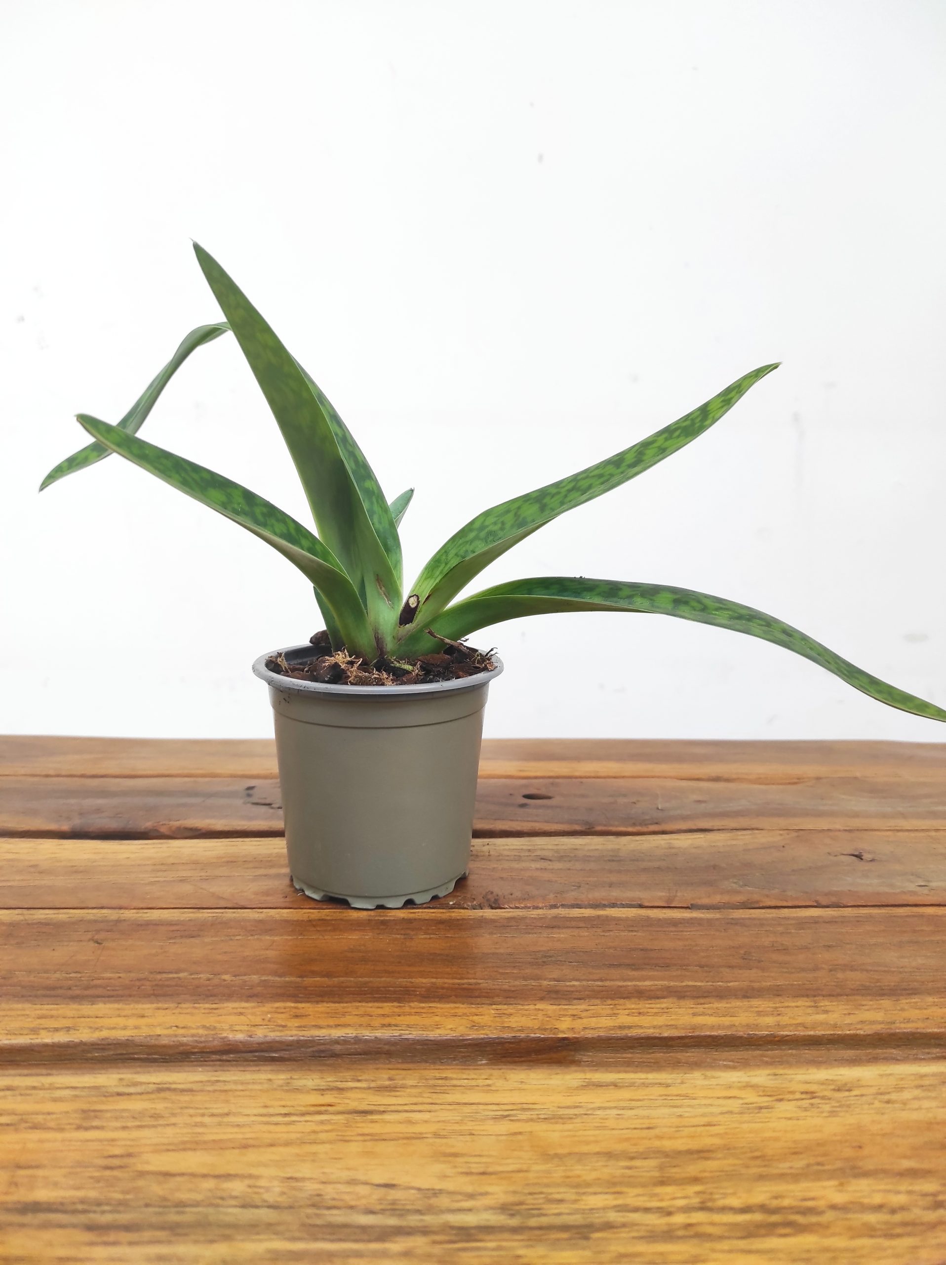 Paphiopedilum Sem Flor V.9