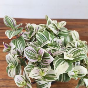 Tradescantia Albif. 'Nanouk'