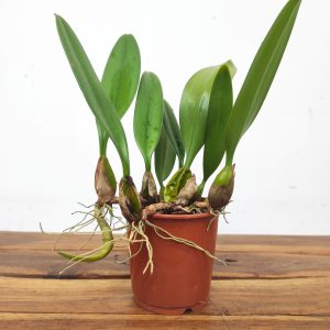 Bulbophyllum Elizabeth Ann - Sem Flor