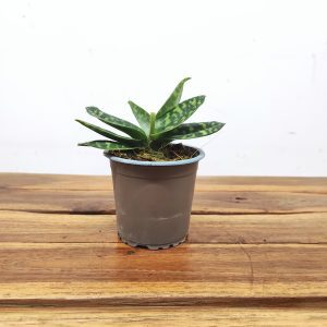 Paphiopedilum Maudiae Femma - Sem flor