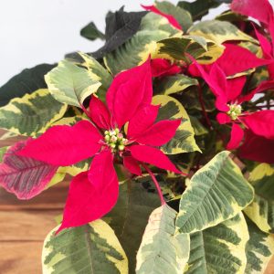 Euphorbia Pulcherrima 'Red Tapestry' - V.14