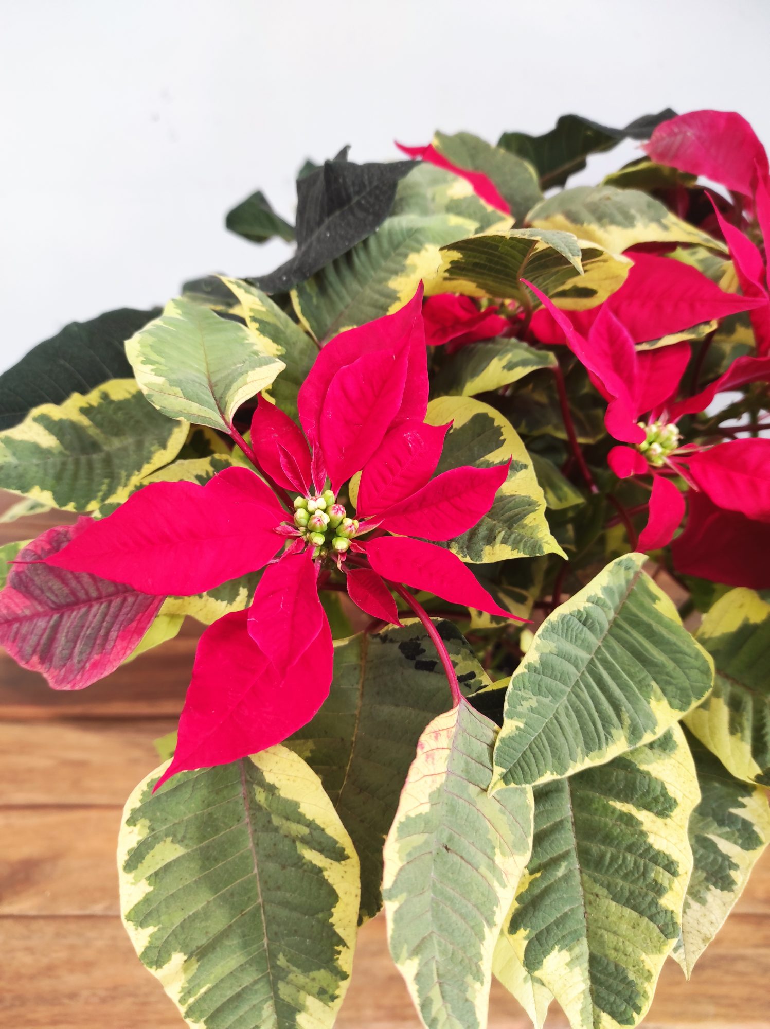 Euphorbia Pulcherrima 'Red Tapestry' - V.14