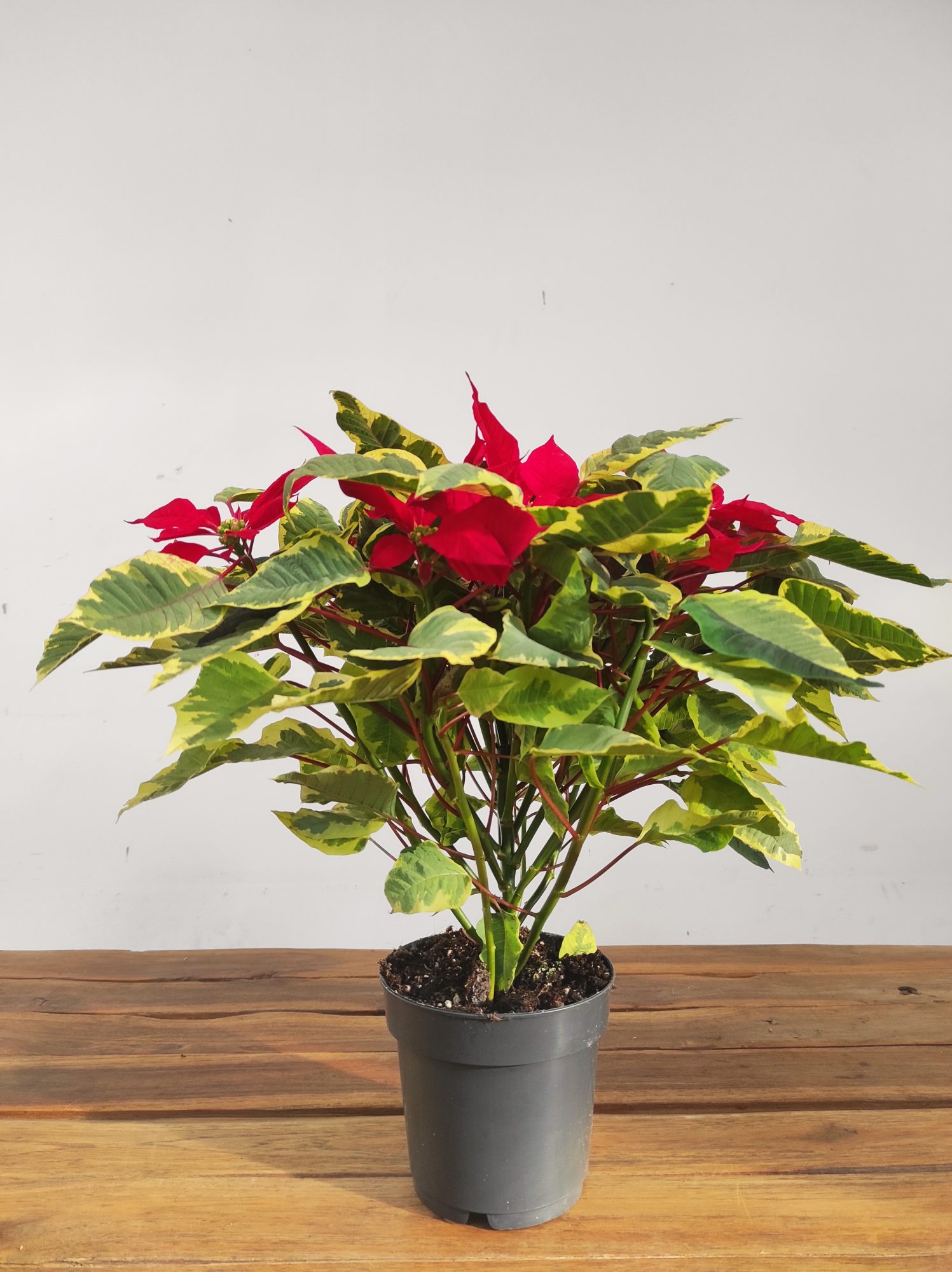 Euphorbia Pulcherrima 'Red Tapestry' - V.14 - Image 2