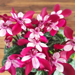 Cyclamen Kl 'Djix' Dark Red