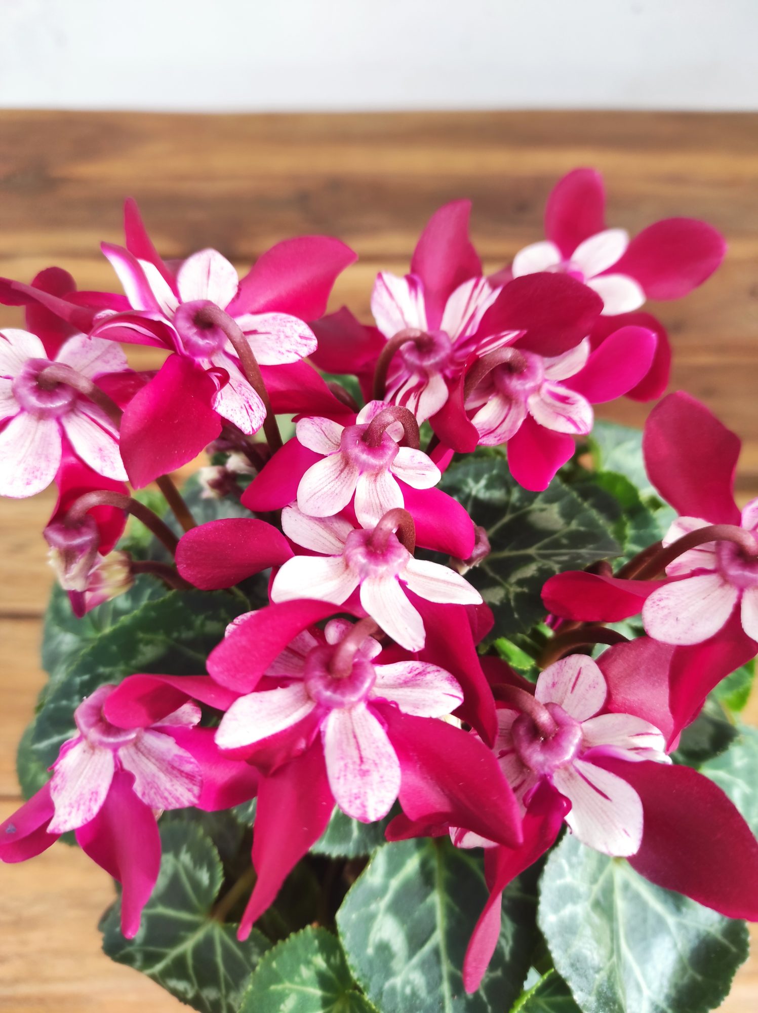Cyclamen Kl 'Djix' Dark Red