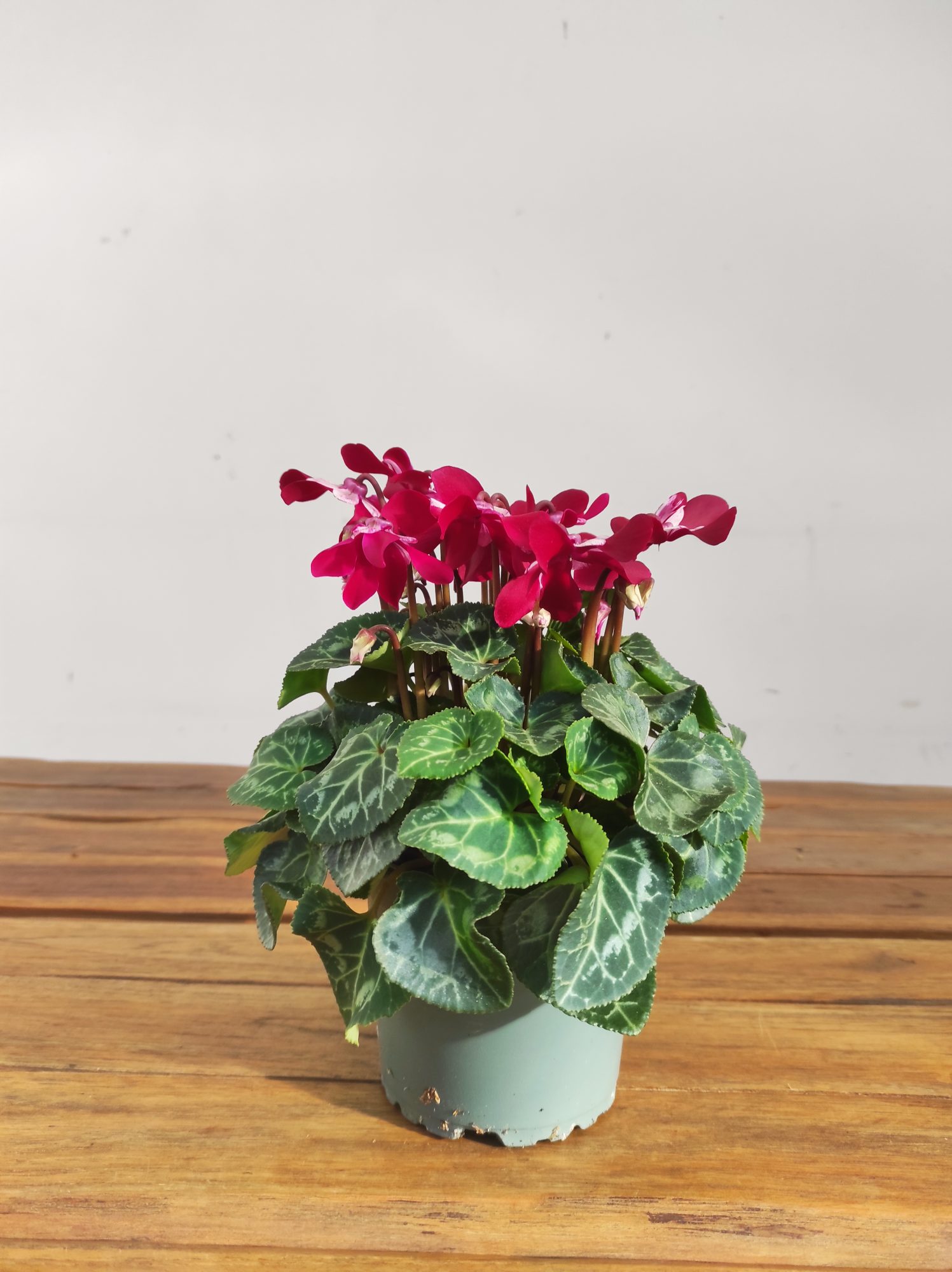 Cyclamen Kl 'Djix' Dark Red - Image 2