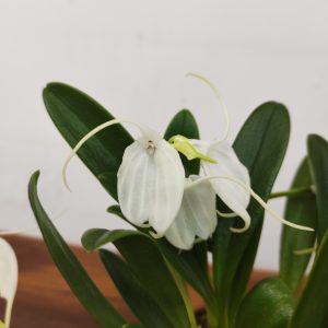 Masdevallia Branca V.9