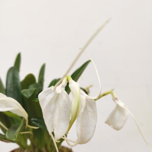 Masdevallia Branca V.9