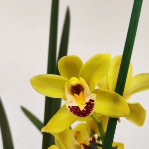 Cymbidium V.14