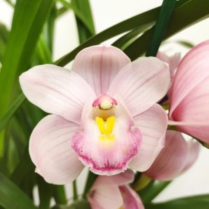 Cymbidium V.14