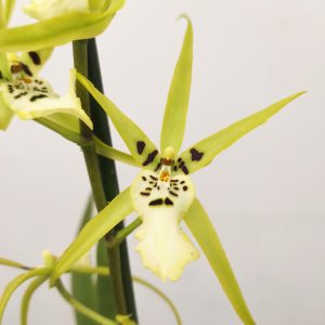 Brassia Summer Dream