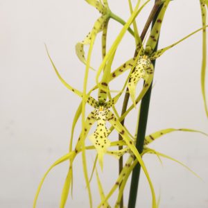 Brassia Summer Dream