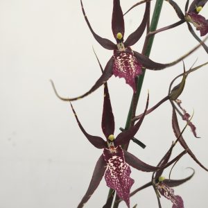 Brassia Summer Dream