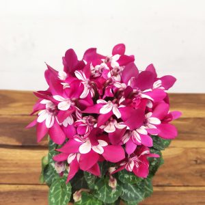 Cyclamen Kl 'Djix' Dark Red
