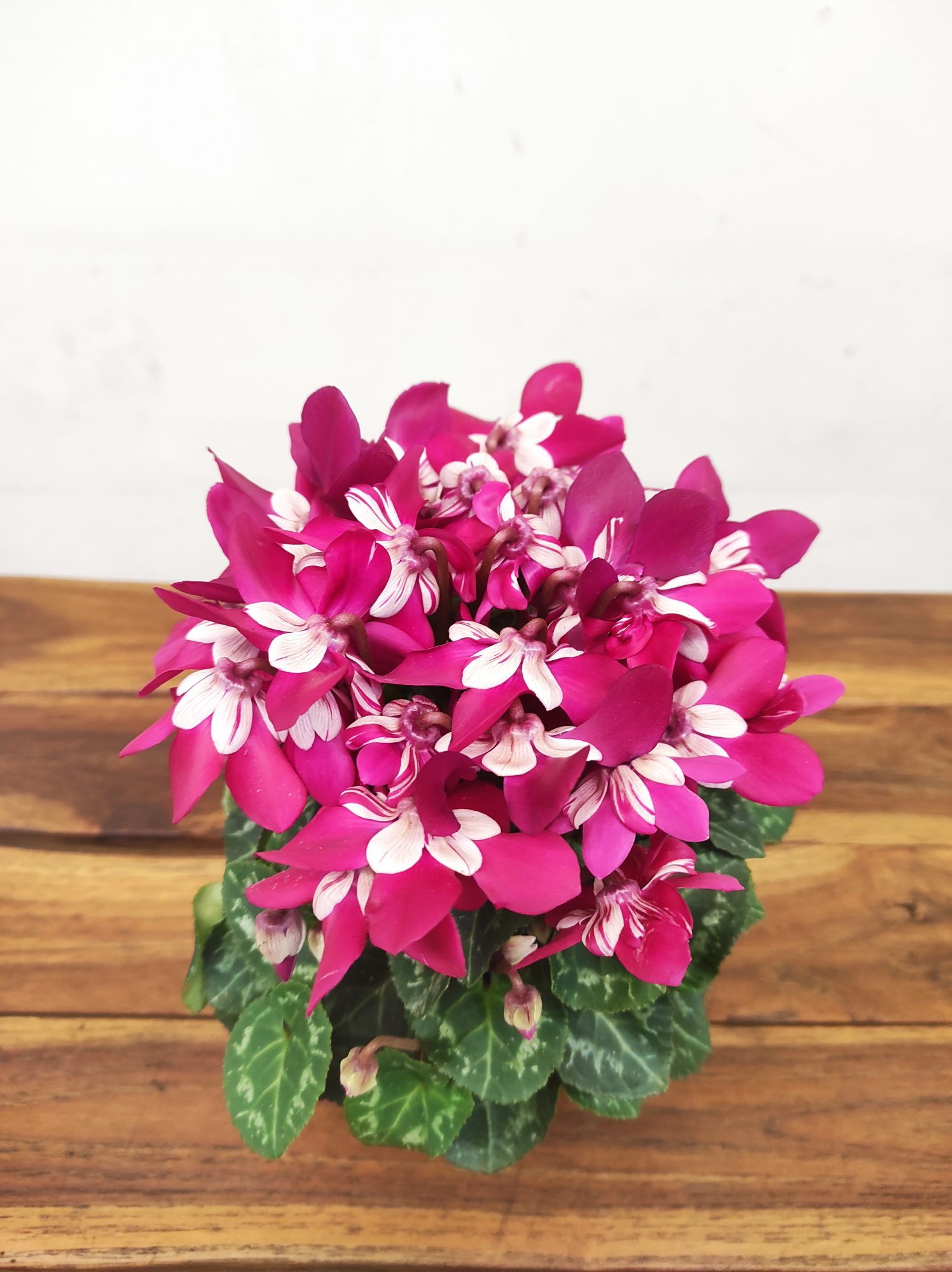 Cyclamen Kl 'Djix' Dark Red