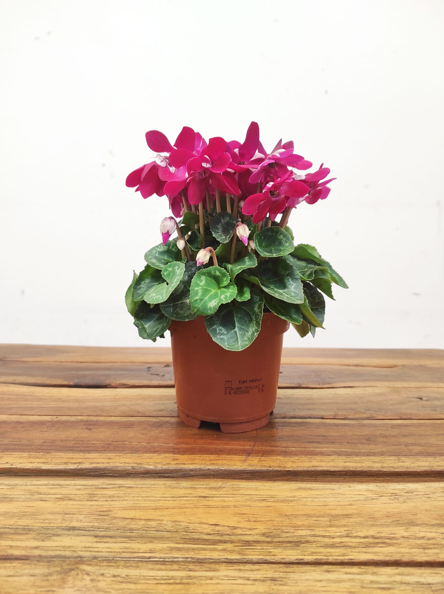 Cyclamen Kl 'Djix' Dark Red - Image 2