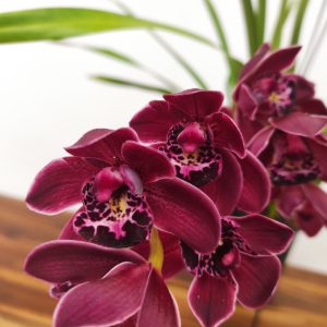 Cymbidium Pendula - Ruby Turner