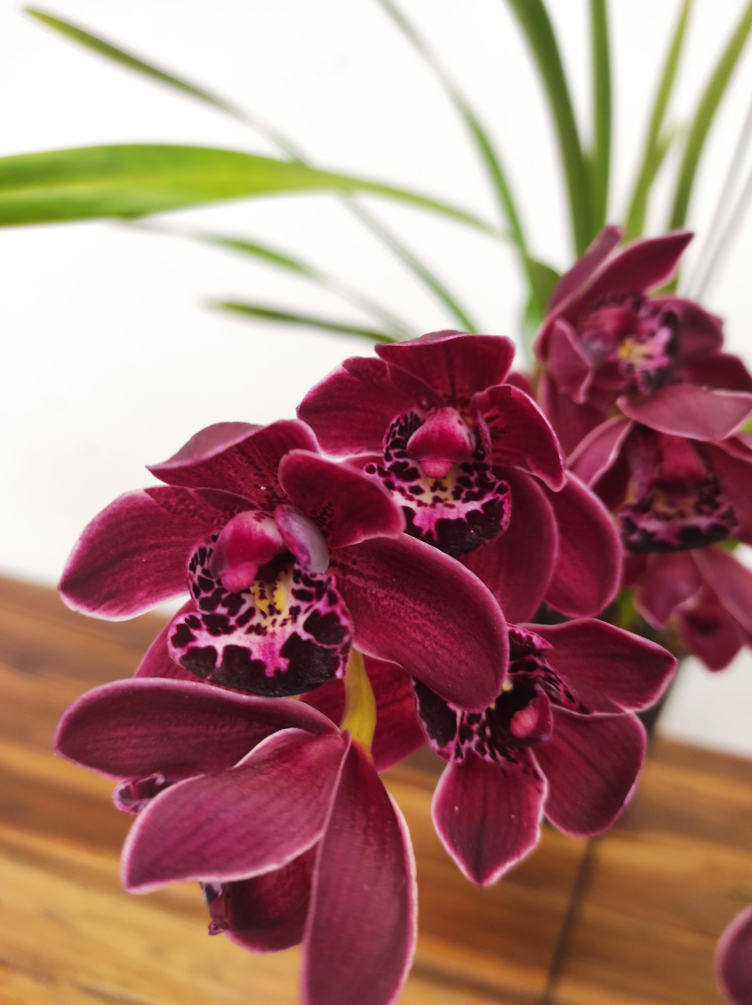 Cymbidium Pendula - Ruby Turner