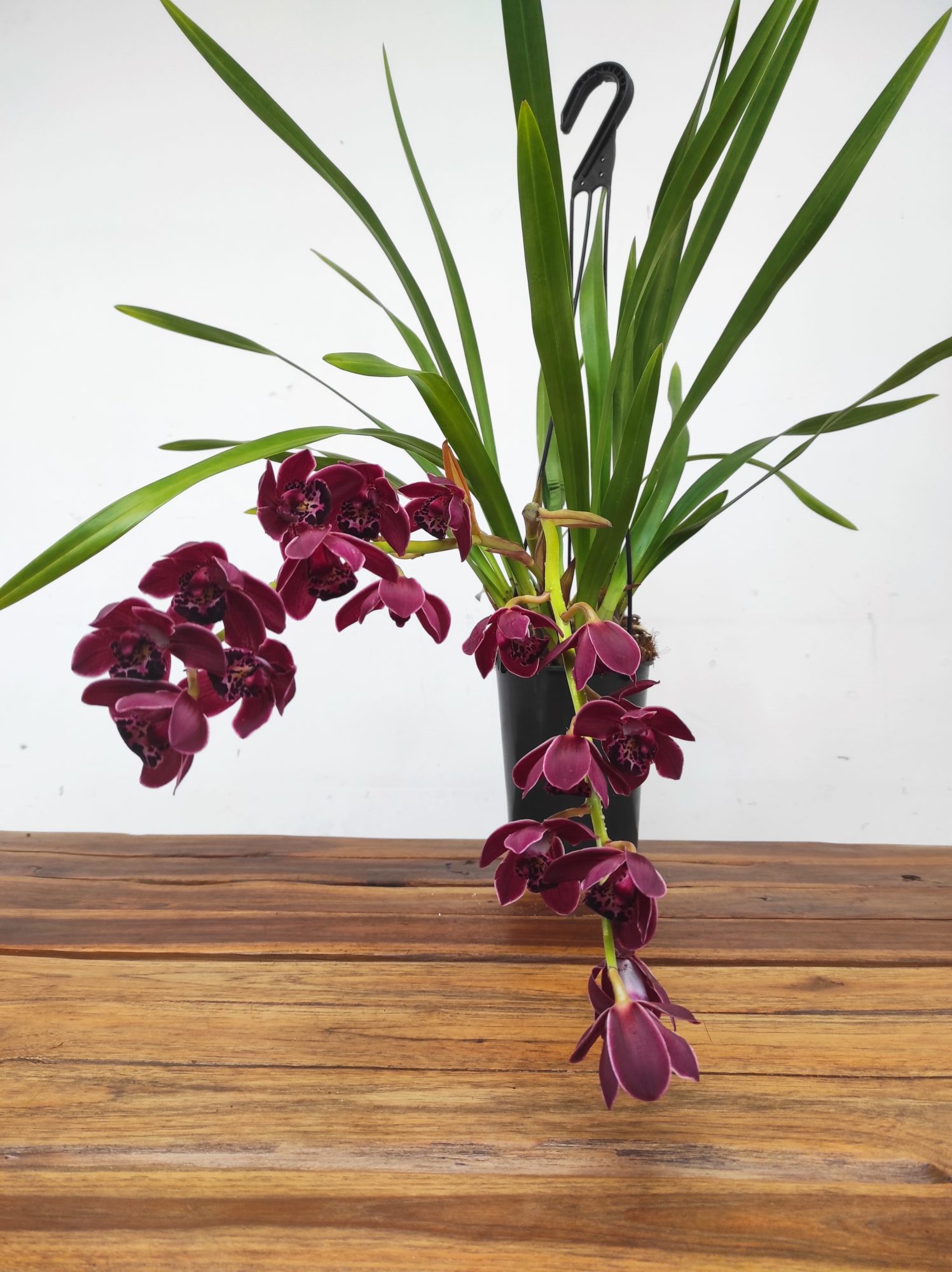 Cymbidium Pendula - Ruby Turner - Image 2