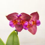 Phalaenopsis V.12