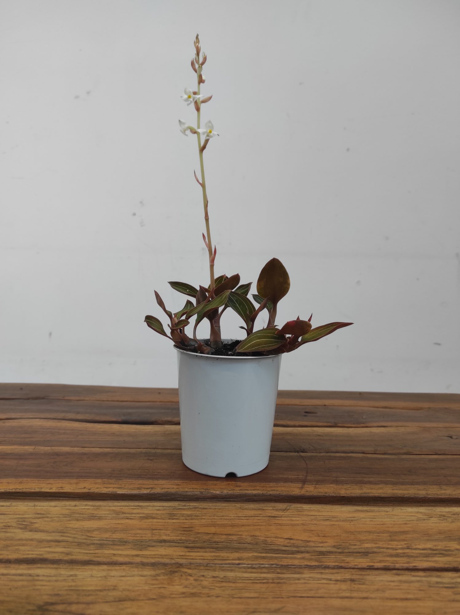 Ludisia Discolor - Image 2