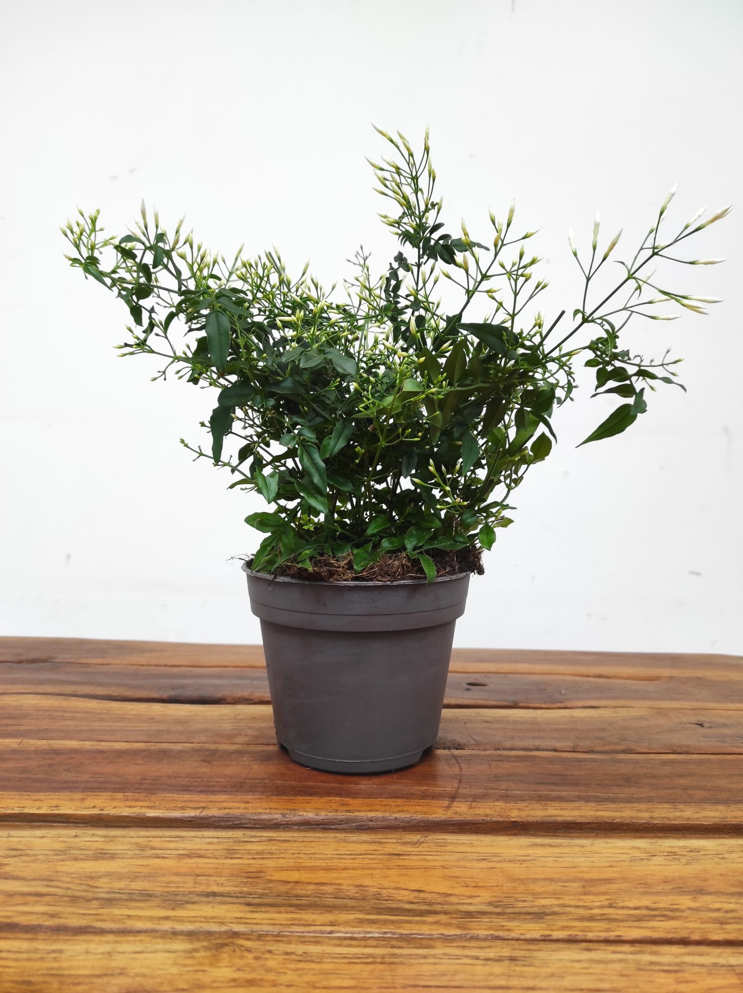 Jasminum Polyanthum - Image 2