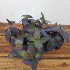 Tradescantia Pallida 'Purple Heart'