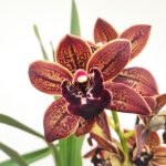 Cymbidium Semi-Pendula 2 Hastes