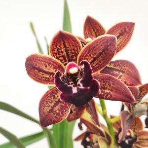 Cymbidium Semi-Pendula 2 Hastes