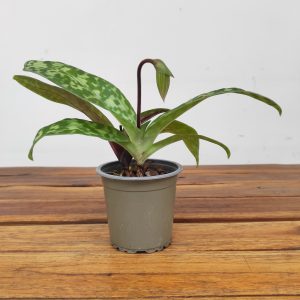 Paphiopedilum - V.9