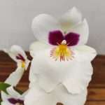 Miltonia 2 Hastes - V.9