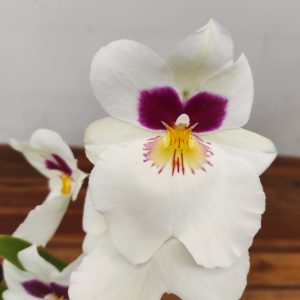 Miltonia 2 Hastes - V.9