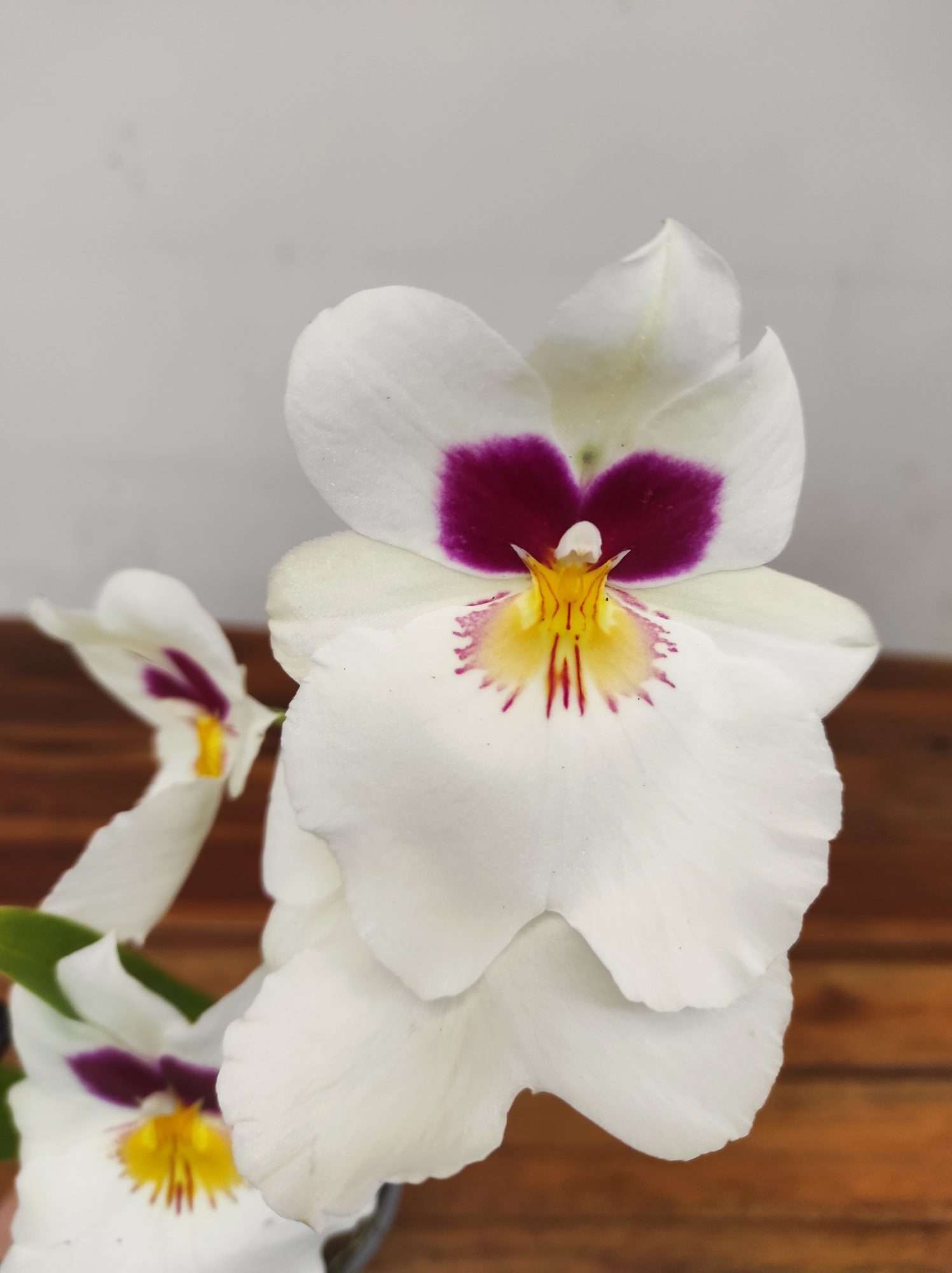 Miltonia 2 Hastes - V.9