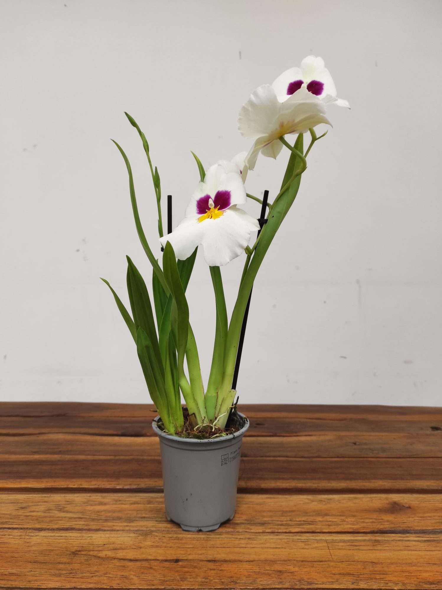 Miltonia 2 Hastes - V.9 - Image 2