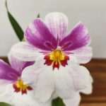 Miltonia 2 Hastes - V.9