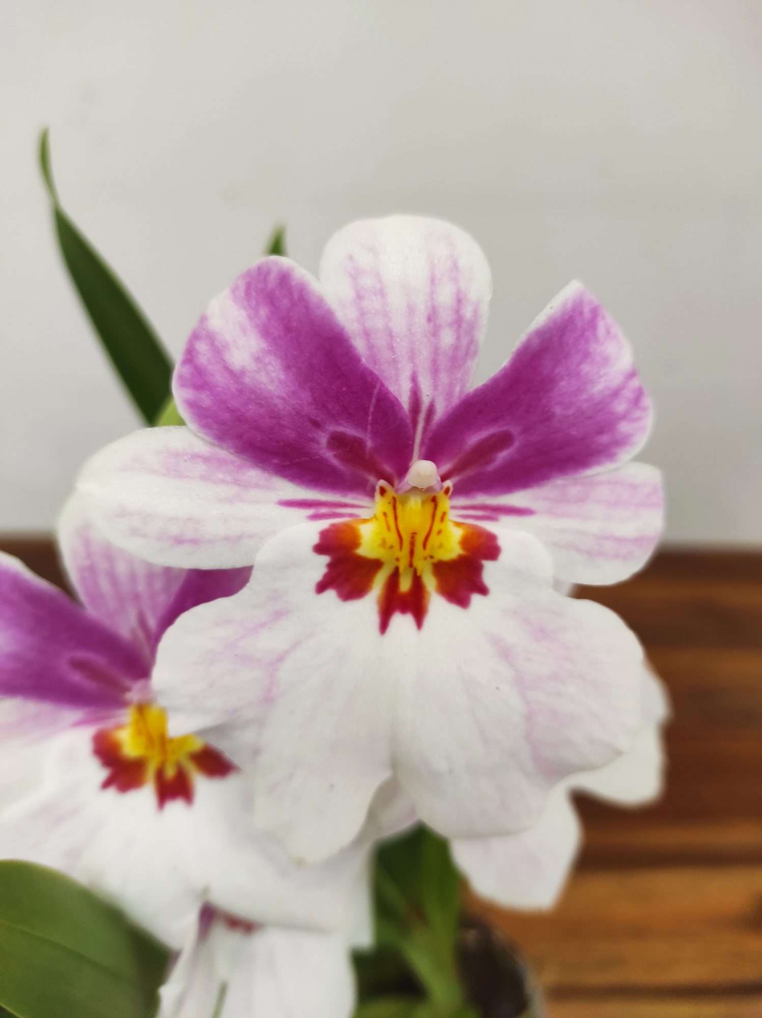 Miltonia 2 Hastes - V.9