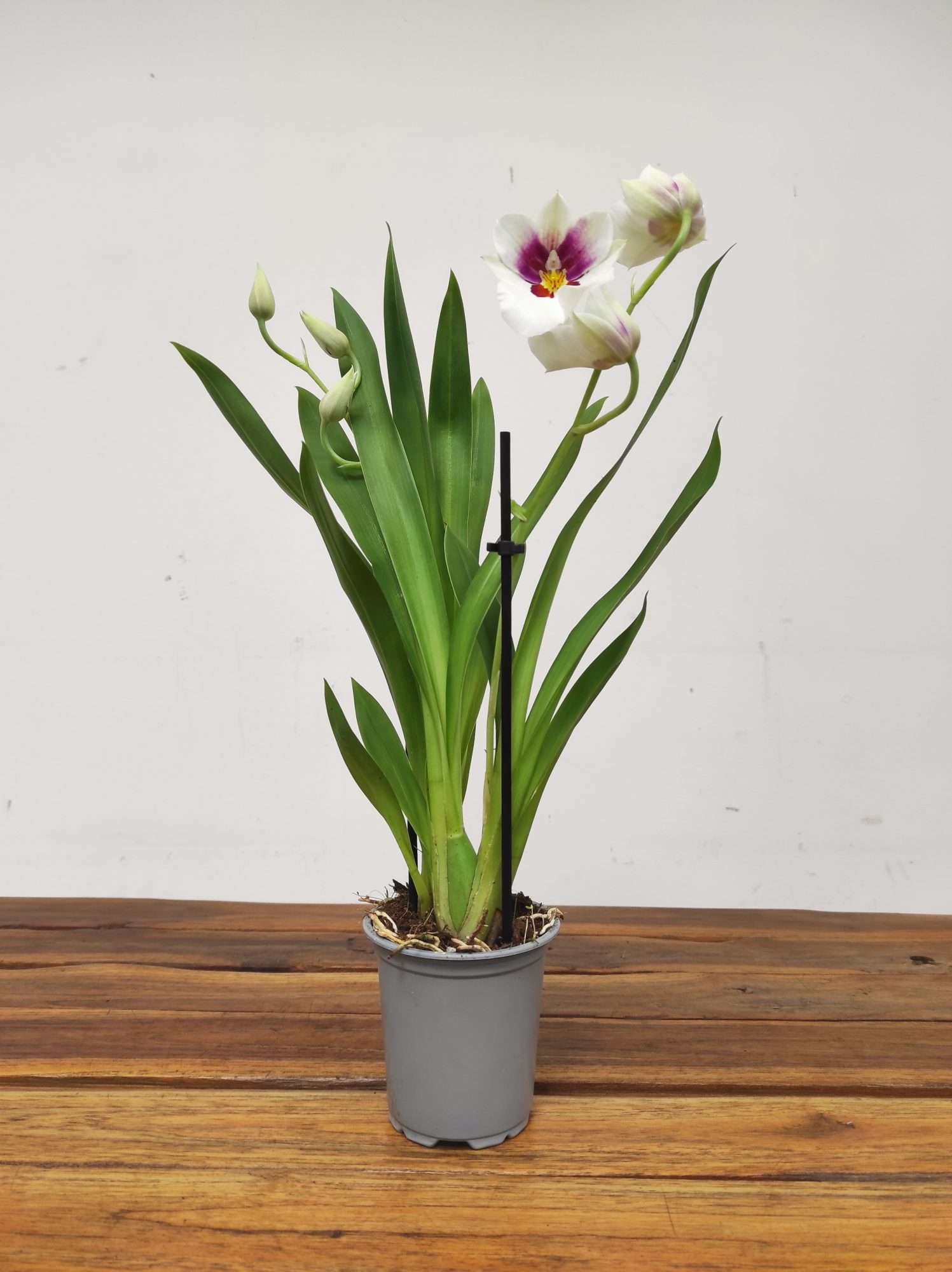 Miltonia 2 Hastes - V.9 - Image 2