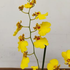 Oncidium Amarelo - Com Flor