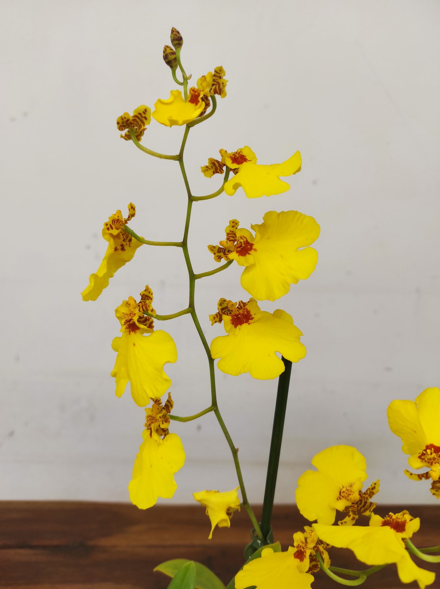 Oncidium Amarelo - Com Flor