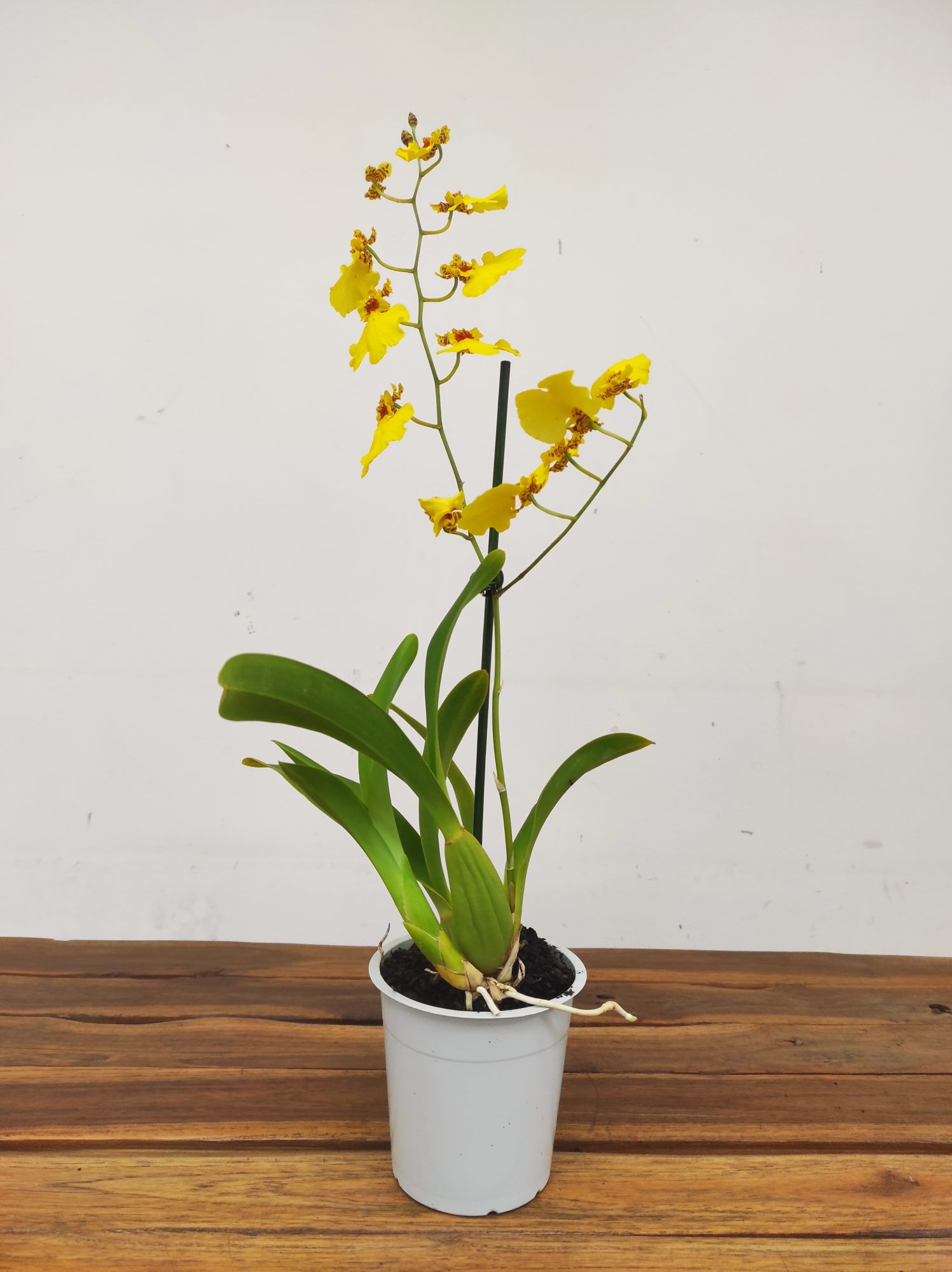 Oncidium Amarelo - Com Flor - Image 2