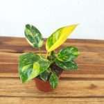 Philodendron 'Green Congo'