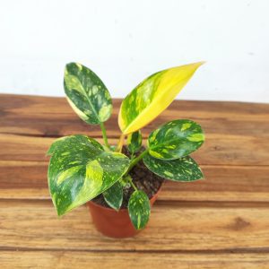 Philodendron 'Green Congo'