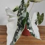 Alocasia Frydek Variegata XL - V.17