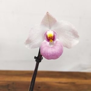 Paphiopedilum Delenatii